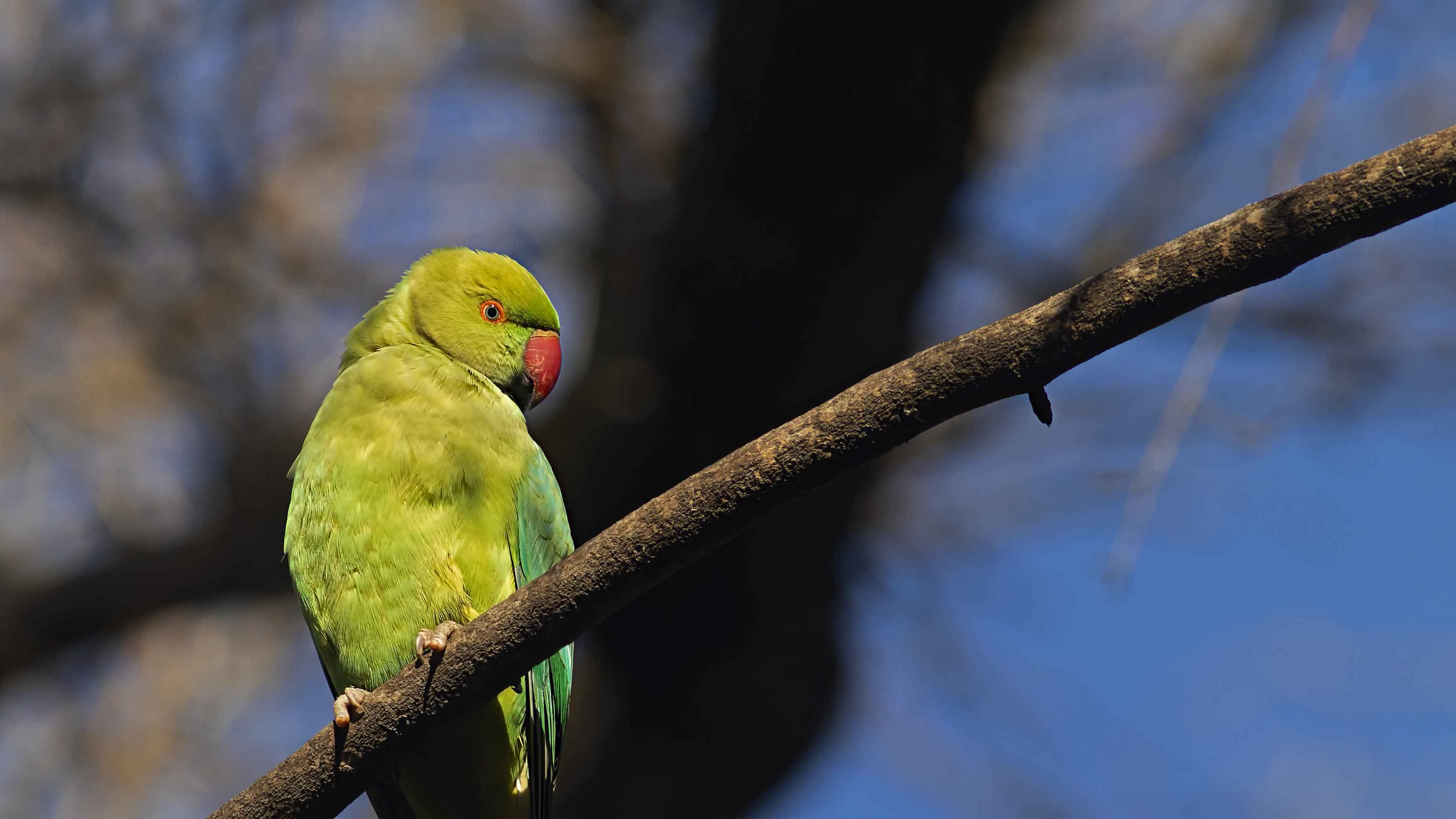 Rose-ringed Parakeet